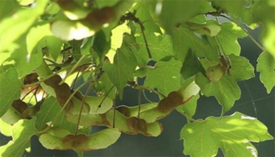中國十大珍惜樹種排名 珙桐甚至已經成為了植物界的“活化石”
