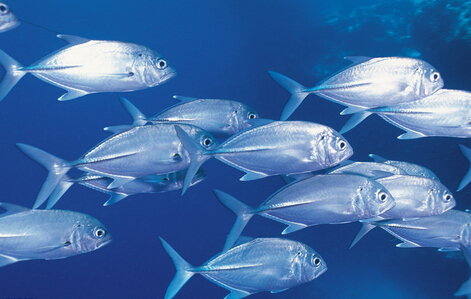 銀魚的營養與功效-銀魚的適宜人群