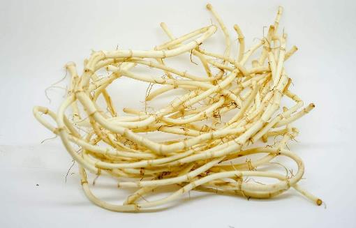 魚腥草.jpg