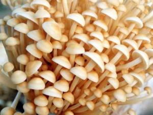 吃金針菇有什么好處？金針菇的營養價值