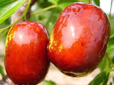 吃紅棗有什么好處?紅棗的營養(yǎng)價(jià)值