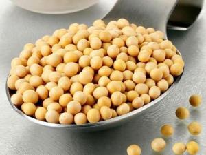 常吃黃豆有什么好處？黃豆的營養(yǎng)價值、功效與作用