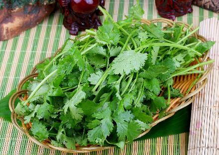 香菜怎么吃?香菜的營養價值、功效與作用
