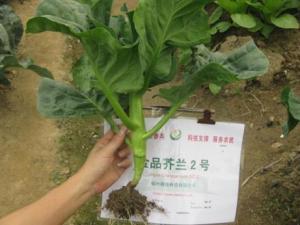 吃芥藍(lán)好嗎？芥藍(lán)的營(yíng)養(yǎng)價(jià)值、功效與作用