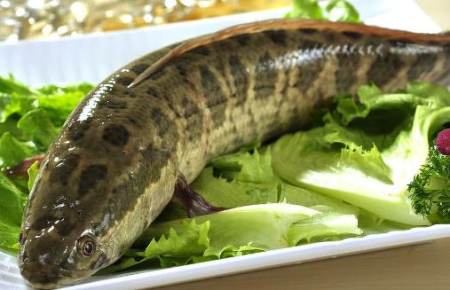 吃黑魚(yú)的好處-黑魚(yú)的營(yíng)養(yǎng)價(jià)值