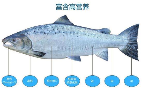 三文魚的營養(yǎng)價值 三文魚的適用人群 孕婦能吃三文魚嗎