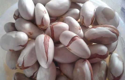 菠蘿蜜的核能吃嗎?菠蘿蜜的核怎么吃?吃菠蘿蜜核的注意事項
