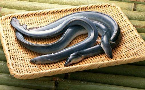 日本鰻遇嚴重魚荒 鰻魚的營養價值 吃鰻魚有6大好處