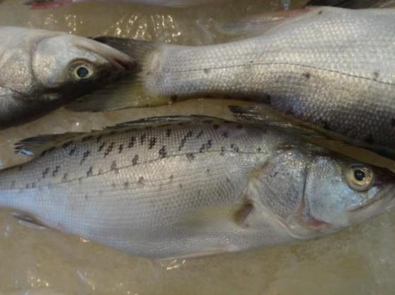 鱸魚是淡水魚還是海魚?吃鱸魚的禁忌有哪些?鱸魚多少錢一斤?