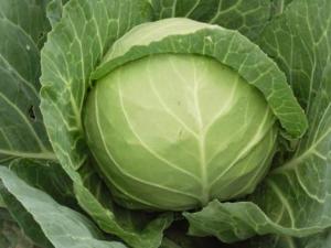 如何挑選新鮮的甘藍菜？甘藍菜的選購方法