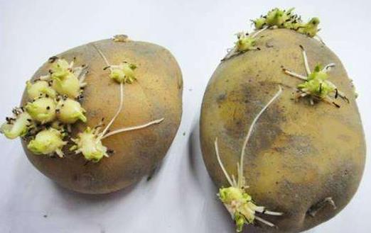 土豆發(fā)芽了可以吃嗎?土豆該怎么保存?