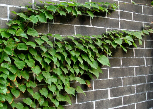 室內種植物對人體有哪些好處?芳香植物對人體的作用