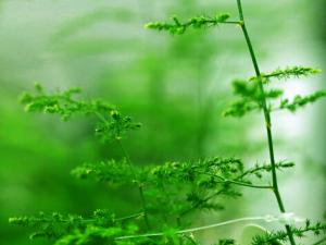 文竹葉子發黃怎么辦-文竹怎么養？