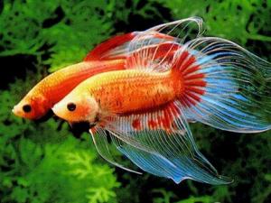 斗魚怎么養？斗魚養殖的注意事項