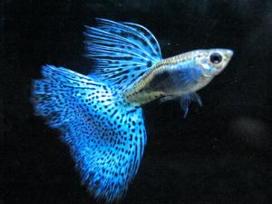 孔雀魚怎么養(yǎng)？孔雀魚爛尾怎么辦？