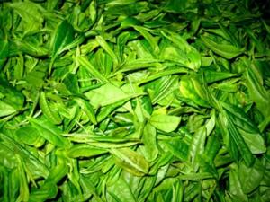 怎樣貯存新茶？新茶葉怎樣保存？茶葉保存方法