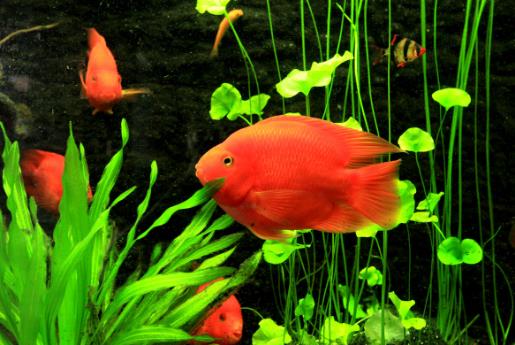 養(yǎng)魚加濕.jpg