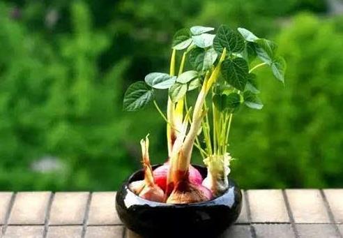 洋蔥發(fā)芽了怎么變盆景?家里的洋蔥發(fā)芽了怎么辦