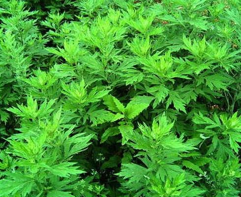 端午節掛的艾草能喝嗎?不到端午門口能放艾草嗎?