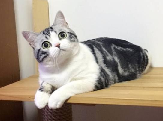 貓得了心臟病能活多久?美短心臟病猝死的前兆