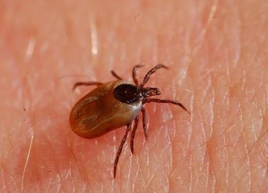 被蜱蟲咬了死亡率高嗎?被蜱蟲咬了一定會得病么?