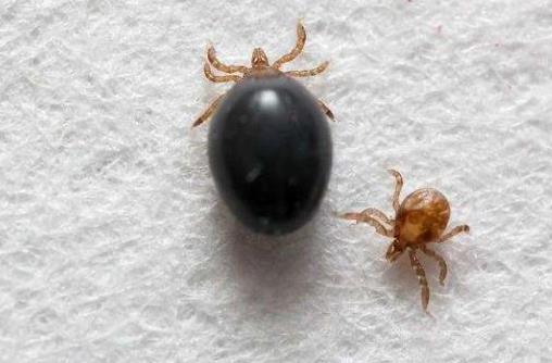 被蜱蟲咬了死亡率高嗎?被蜱蟲咬了一定會得病么?