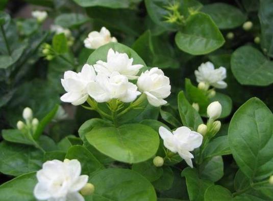 茉莉花葉子干枯容易掉怎么辦?茉莉花修剪只剩主干行嗎?