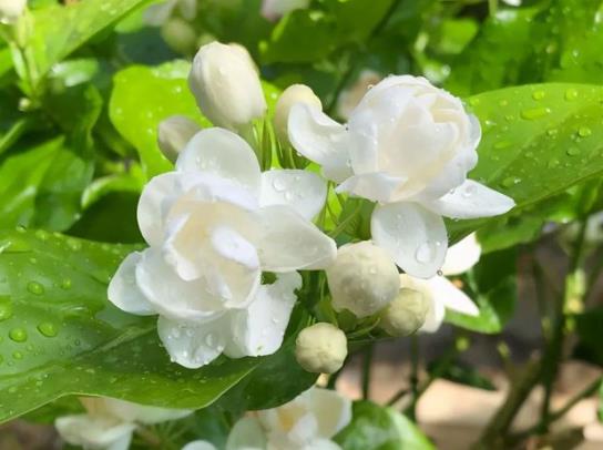 為什么茉莉的葉子一碰就掉?冬季把茉莉剪光可以嗎?