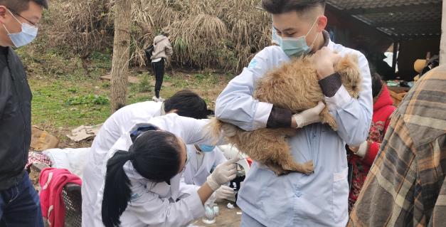 杭州靠譜的虹泰寵物醫院為愛寵開辟生命通道