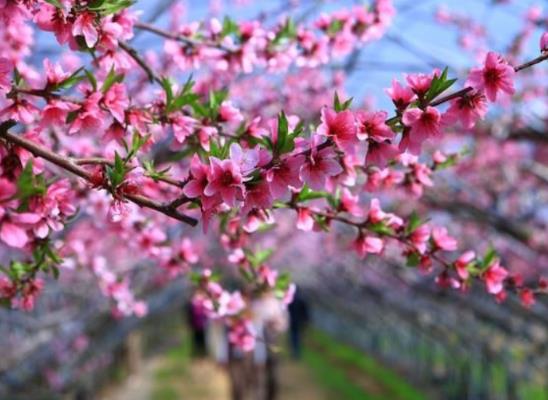 2022年桃花運最旺生肖排名,虎年桃花運遇到真愛生肖