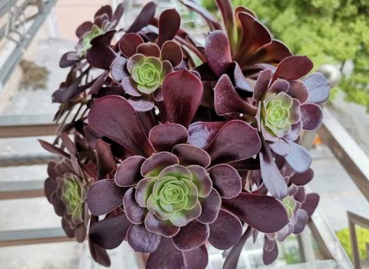 多肉植物法師怎么才能快速服盆?怎么判斷法師需要澆水了沒?