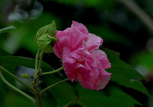 芙蓉花花期的時(shí)候用什么肥好?芙蓉花怎么養(yǎng)才開得旺盛