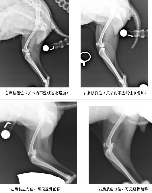 杭州寵物醫(yī)院推薦:從案例中看實(shí)力,杭州虹泰寵物醫(yī)院闊步前行