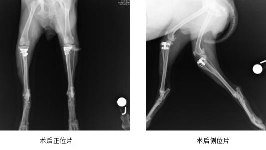 杭州寵物醫(yī)院推薦:從案例中看實(shí)力,杭州虹泰寵物醫(yī)院闊步前行