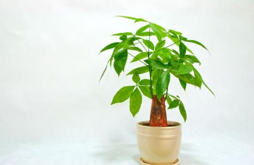 發財樹水培的根全部放在水里面嗎?發財樹葉子發黃脫落怎樣挽救
