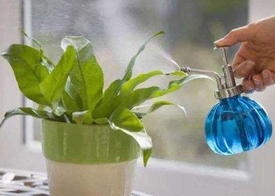 淘米水沒發(fā)酵澆花了怎么辦?給花澆水的注意事項