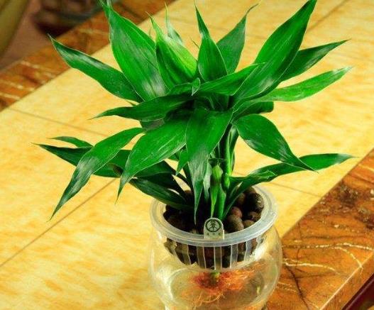 養(yǎng)幾支富貴竹能旺財(cái)?富貴竹喜歡喝什么水