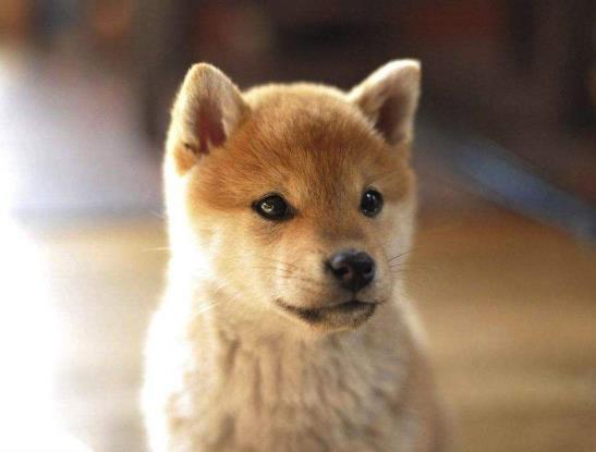 三個月柴犬感冒怎么辦?三個月大的柴犬便秘正常嗎