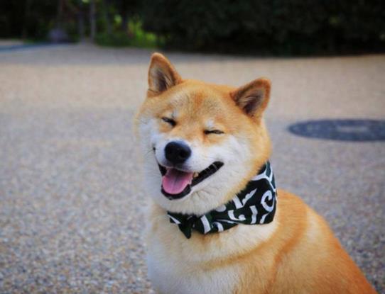 柴犬幼崽怎么看品相?如何看柴犬是不是純種