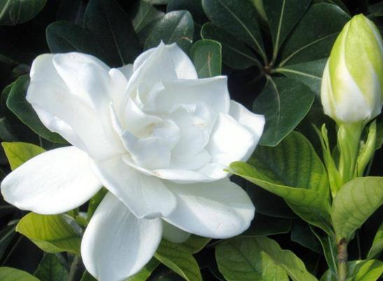 梔子花浸盆法需要多長(zhǎng)時(shí)間?梔子花花苞發(fā)黑怎么補(bǔ)救