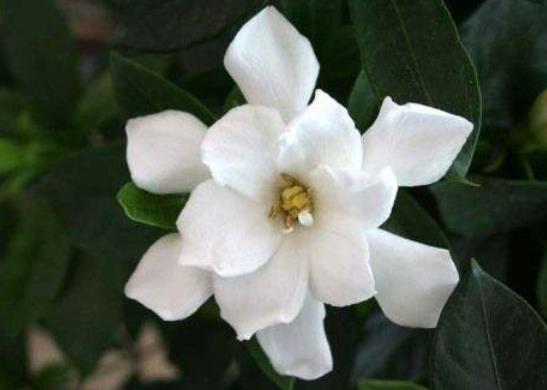 梔子花一年開幾次花?梔子花可以地栽嗎