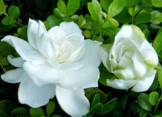 梔子花浸盆法需要多長(zhǎng)時(shí)間?梔子花花苞發(fā)黑怎么補(bǔ)救