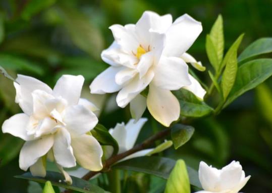梔子花水培怎么養?梔子花適合什么土壤