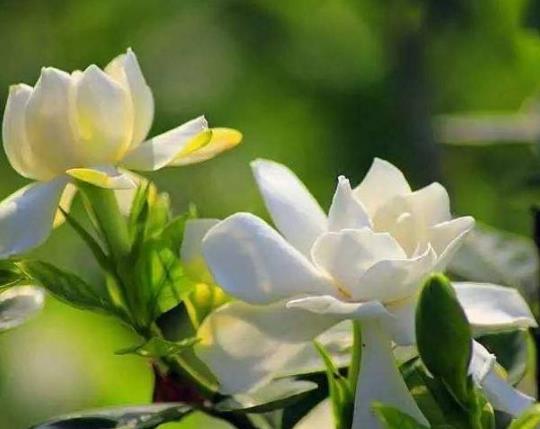 梔子花浸盆法需要多長(zhǎng)時(shí)間?梔子花花苞發(fā)黑怎么補(bǔ)救
