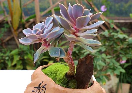 新手種多肉用什么花盆好?如何判斷多肉植物是否服盆