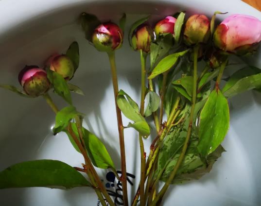 醒花后期怎么養護?鮮花醒花步驟