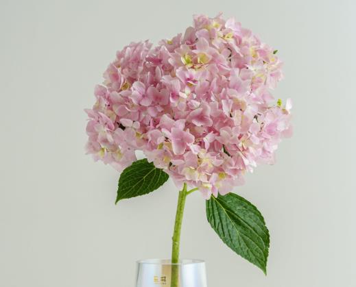 網(wǎng)購(gòu)鮮花醒花必須用干凈的水嗎?醒花的時(shí)候用不用把葉子去了