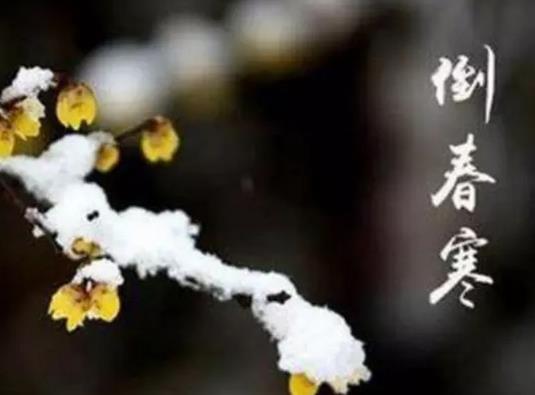 倒春寒對大蒜的長勢影響有多大?倒春寒對小麥有什么影響