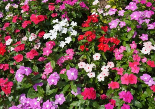 長春花老樁能養幾年?長春花一年四季都可以播種嗎