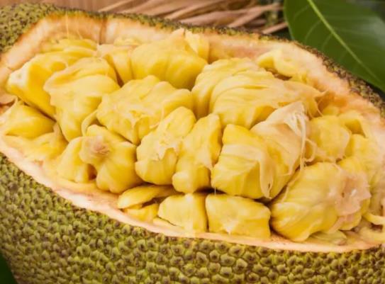 菠蘿蜜種子用水泡幾天能發(fā)芽?盆栽菠蘿蜜什么時候結(jié)果